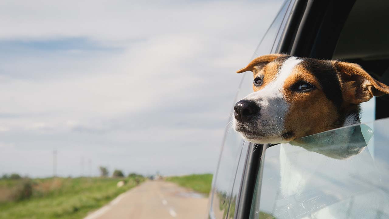 How Hot a Car Gets In the Summer?